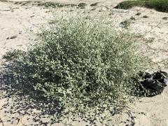 Dicoria canescens