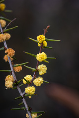Acacia asparagoides