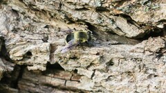 Eristalis anthophorina