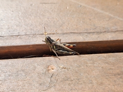 Melanoplus sanguinipes