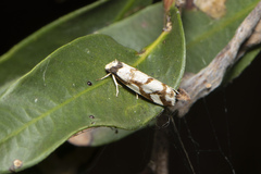 Scaptesyle dichotoma