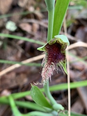 Calochilus robertsonii
