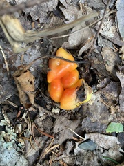 Hygrocybe