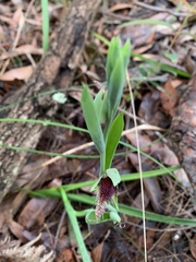 Calochilus robertsonii