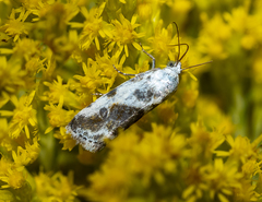 Ponometia candefacta