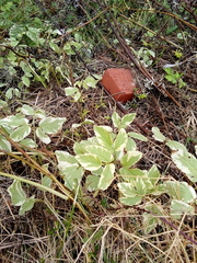 Aegopodium podagraria