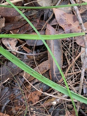 Calochilus robertsonii