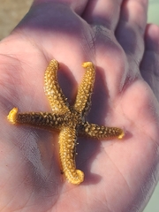 Stylasterias forreri