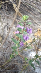 Angelonia