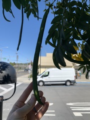 Cassia leptophylla