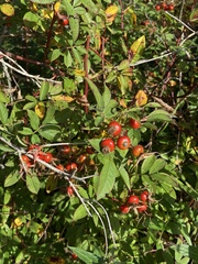 Rosa palustris