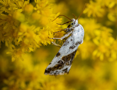 Ponometia candefacta