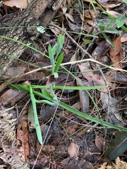 Calochilus robertsonii