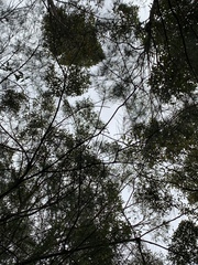 Calochilus robertsonii