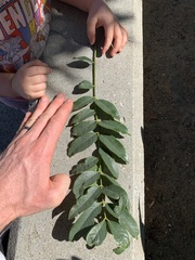 Cassia leptophylla
