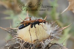 Cryptocheilus annulatus