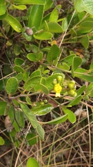 Davilla elliptica