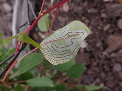 Phyllocnistis populiella