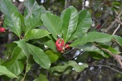 Doliocarpus sessiliflorus