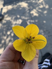 Cassia leptophylla