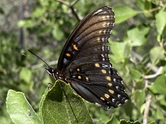 Limenitis arthemis arizonensis