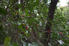 Doliocarpus sessiliflorus