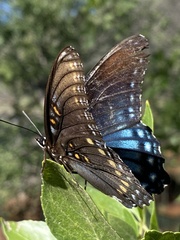Limenitis arthemis arizonensis