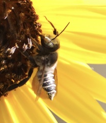 Megachile parallela