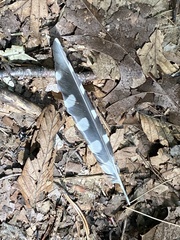 Dryobates pubescens