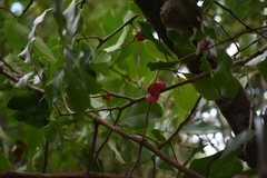 Doliocarpus sessiliflorus