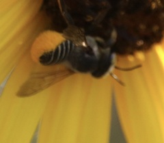 Megachile parallela