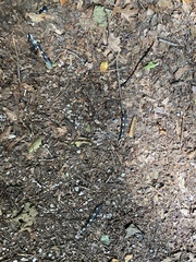 Dryobates pubescens