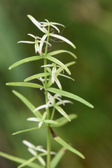 Galium boreale