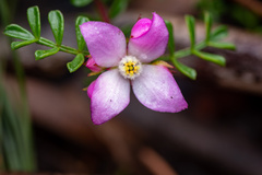 Boronia microphylla