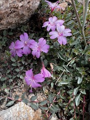 Epilobium obcordatum