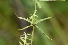 Galium boreale