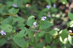 Lantana fucata