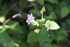 Lantana fucata