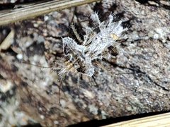 Phyllomorpha laciniata