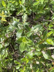 Salix glauca