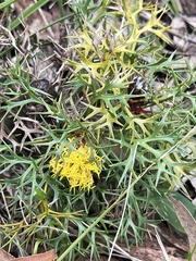 Isopogon ceratophyllus