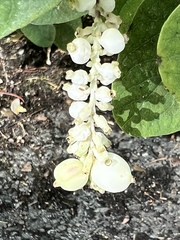 Symphoricarpos albus