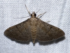 Herpetogramma phaeopteralis