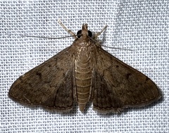 Herpetogramma phaeopteralis