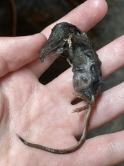Sorex trowbridgii