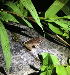 Craugastor fitzingeri