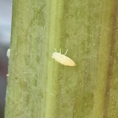 Psyllobora vigintimaculata