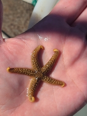 Stylasterias forreri