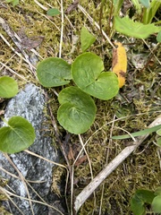 Viola palustris