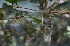 Myrcia loranthifolia